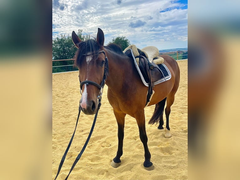 Quarter Pony Mix Stute 5 Jahre 146 cm Brauner in Gramastetten