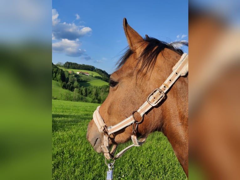 Quarter Pony Mix Stute 5 Jahre 146 cm Brauner in Gramastetten