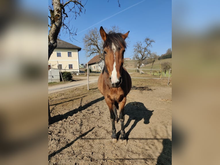 Quarter Pony Mix Stute 5 Jahre 146 cm Brauner in Gramastetten