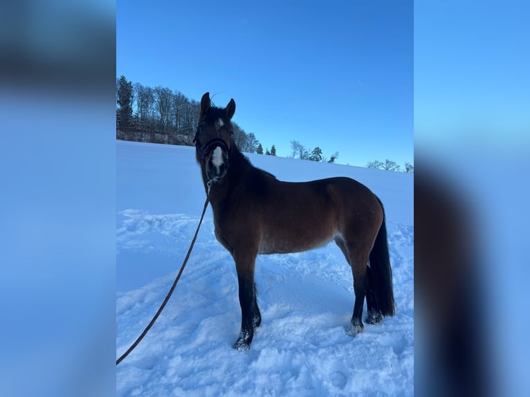 Quarter Pony Mix Stute 5 Jahre 146 cm Brauner in Gramastetten