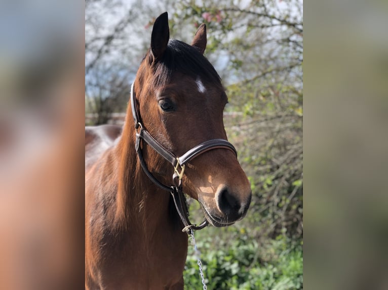 Quarter Pony Stute 5 Jahre 155 cm Brauner in Mainbernheim