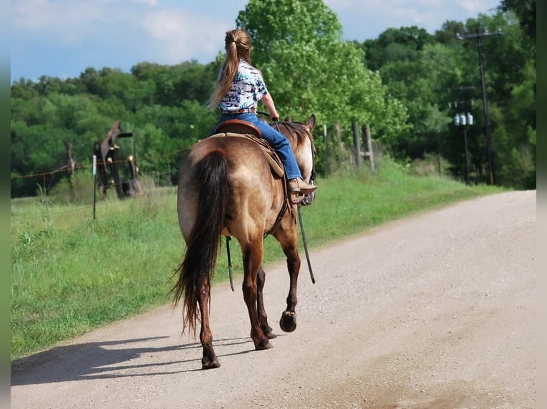Quarter Pony Stute 5 Jahre Buckskin in Carthage, TX