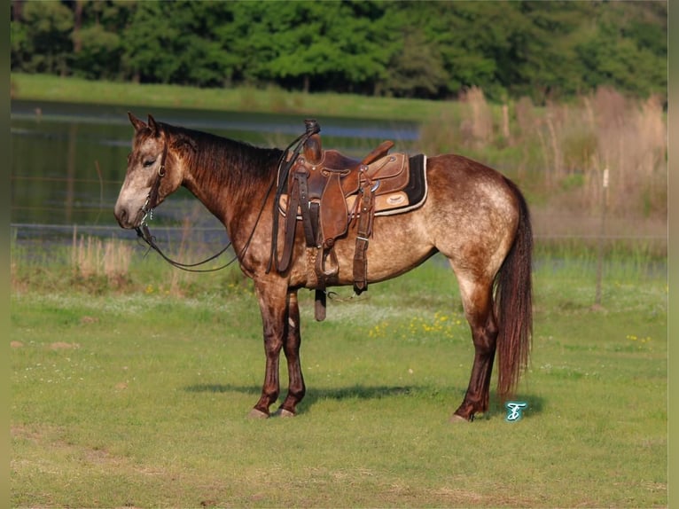 Quarter Pony Stute 5 Jahre Buckskin in Carthage, TX
