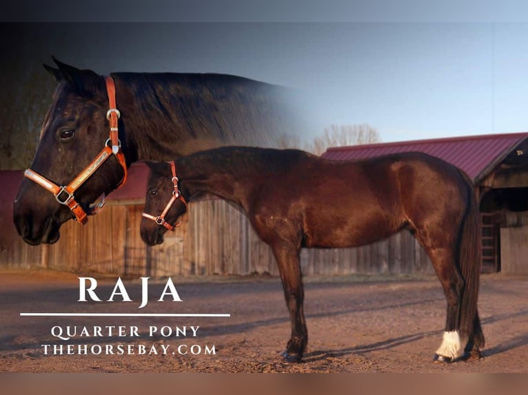 Quarter Pony Stute 6 Jahre 142 cm Rappe in Fort Collins, CO