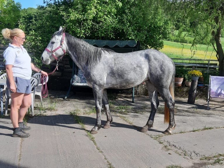 Quarter Pony Stute 6 Jahre 147 cm in Laasan