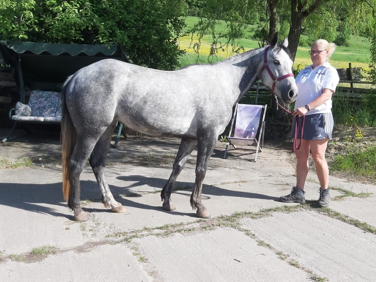 Quarter Pony Stute 6 Jahre 147 cm in Laasan
