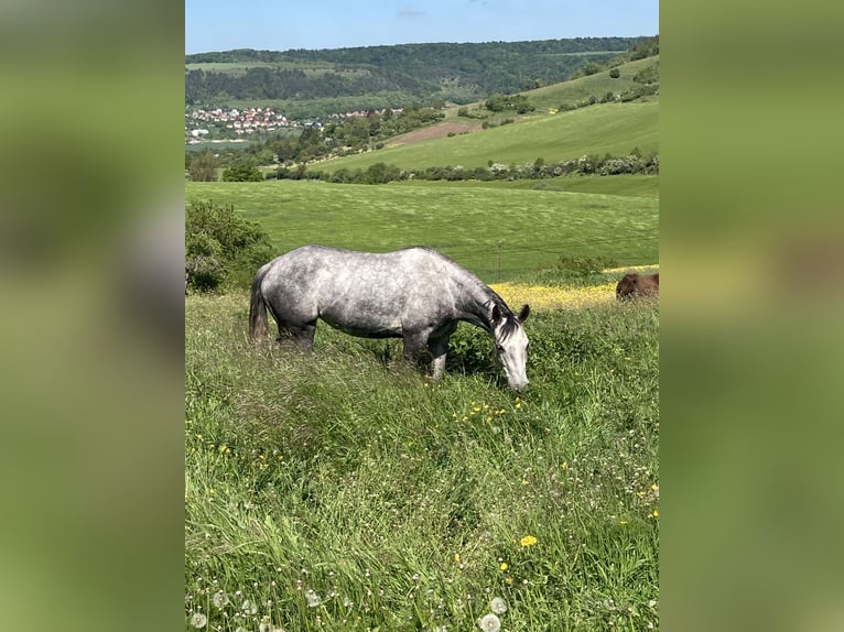 Quarter Pony Stute 6 Jahre 147 cm in Laasan
