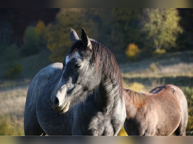 Quarter Pony Stute 6 Jahre 147 cm in Laasan