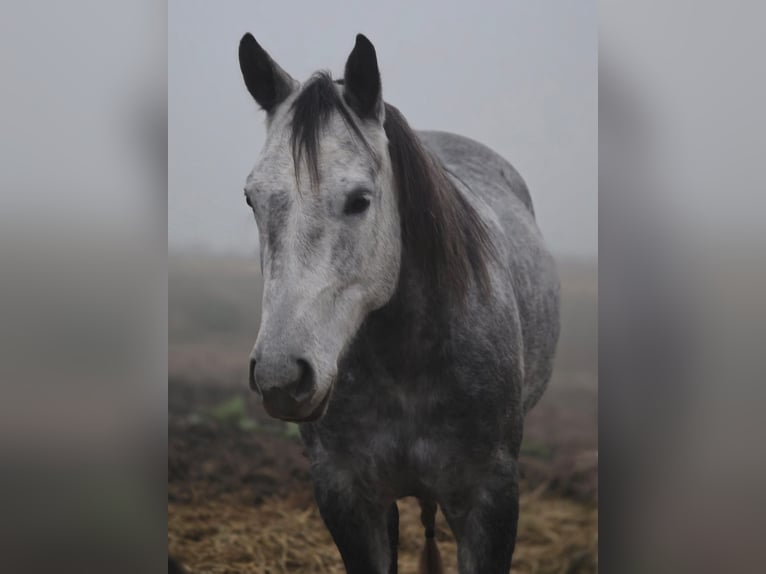 Quarter Pony Stute 6 Jahre 147 cm in Laasan