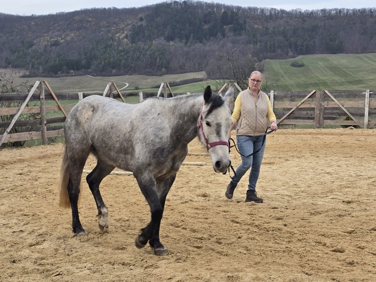 Quarter Pony Stute 6 Jahre 147 cm in Laasan