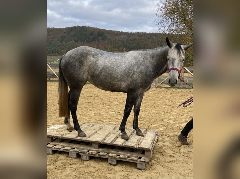 Quarter Pony Stute 6 Jahre 147 cm in Laasan