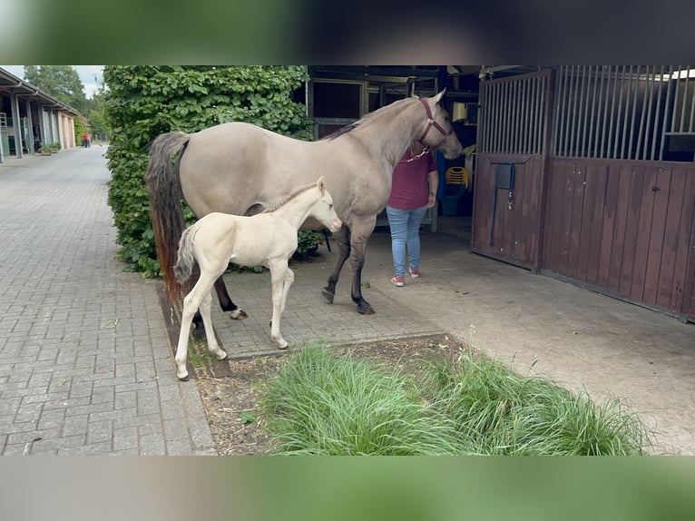 Quarter Pony Mix Stute 6 Jahre 148 cm Grullo in Wervik