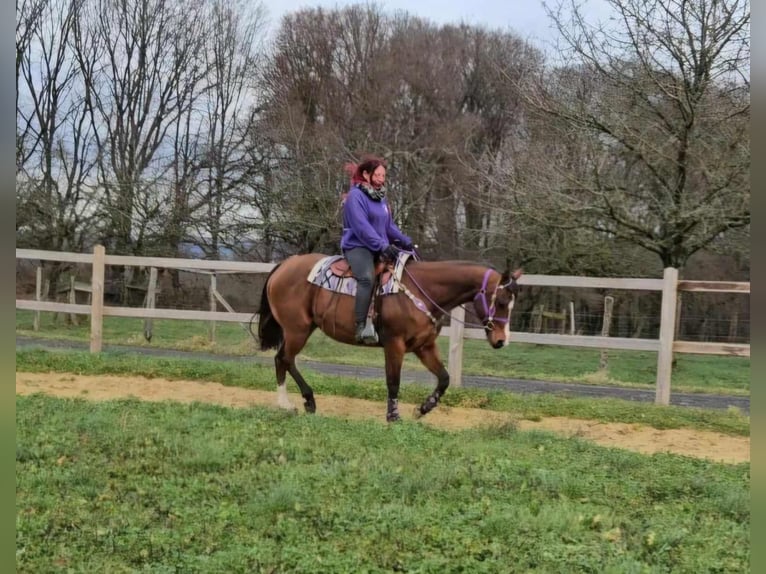 Quarter Pony Stute 6 Jahre 152 cm Brauner in Linkenbach