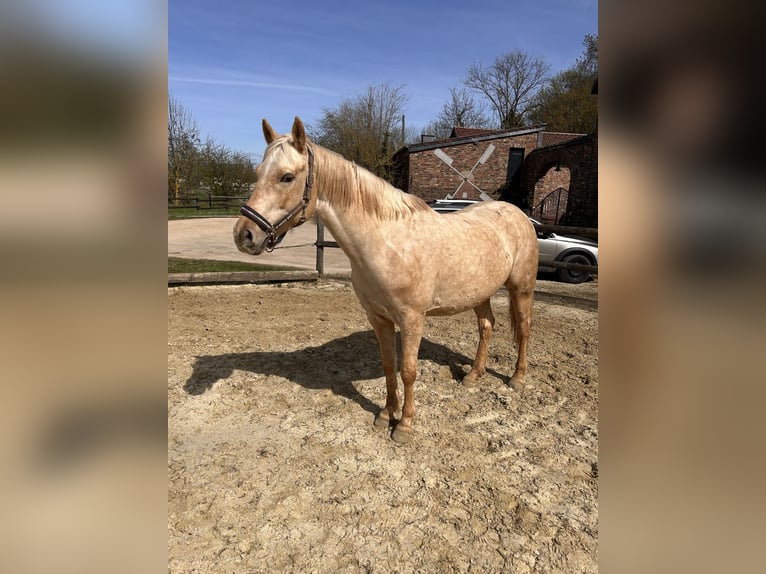 Quarter Pony Mix Stute 6 Jahre 153 cm Palomino in Zülpich