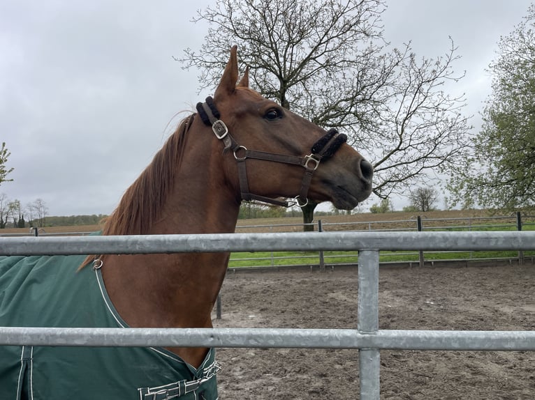 Quarter Pony Mix Stute 6 Jahre 158 cm Dunkelfuchs in Breisach am Rhein