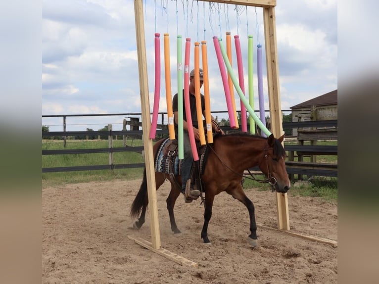 Quarter Pony Stute 6 Jahre Rotbrauner in Webberville