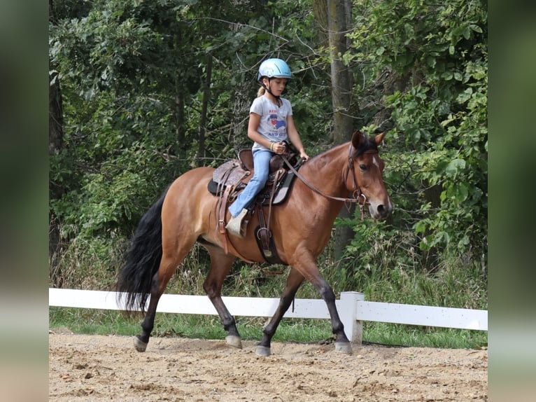 Quarter Pony Stute 6 Jahre Rotbrauner in Webberville