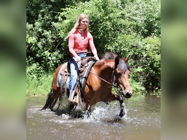 Quarter Pony Stute 6 Jahre Rotbrauner in Webberville