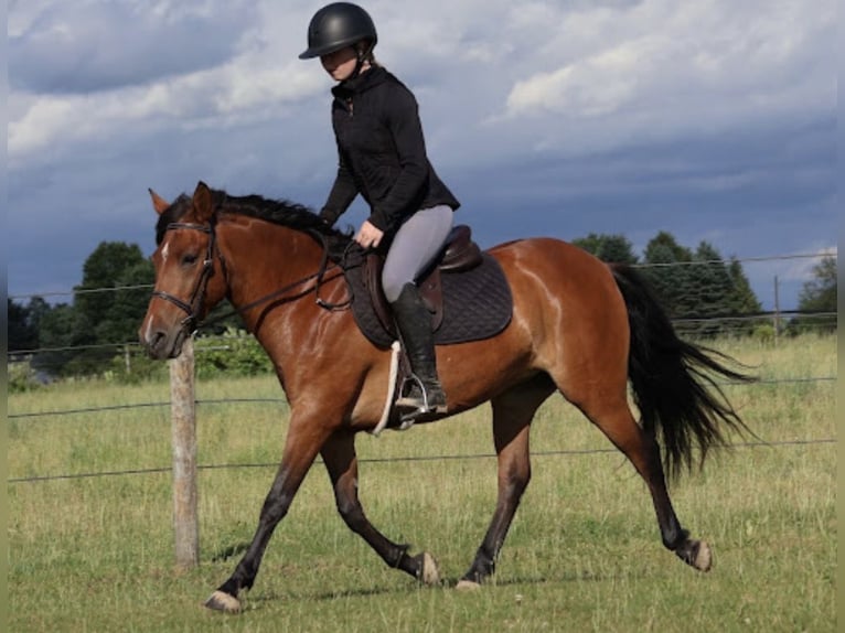 Quarter Pony Stute 6 Jahre Rotbrauner in Webberville