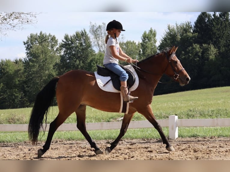 Quarter Pony Stute 6 Jahre Rotbrauner in Webberville