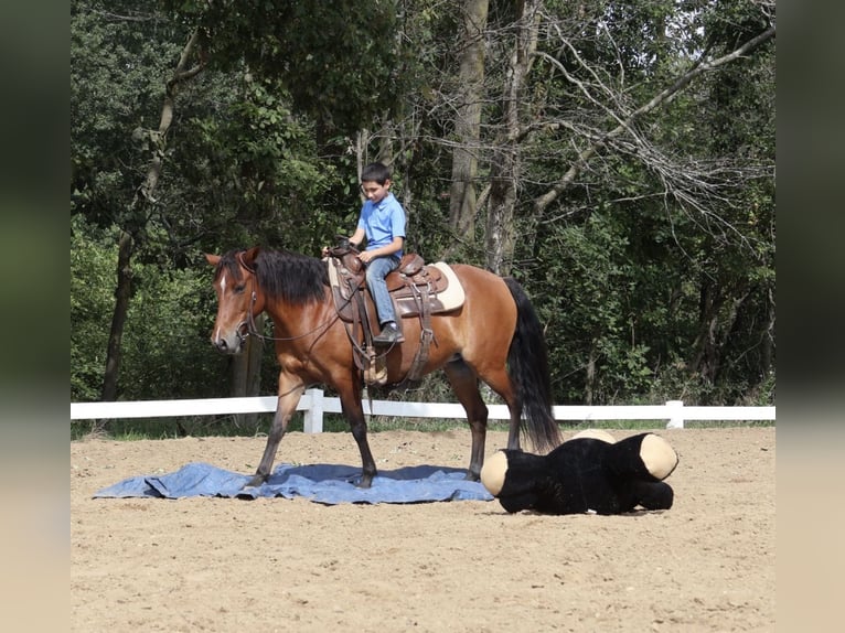 Quarter Pony Stute 6 Jahre Rotbrauner in Webberville