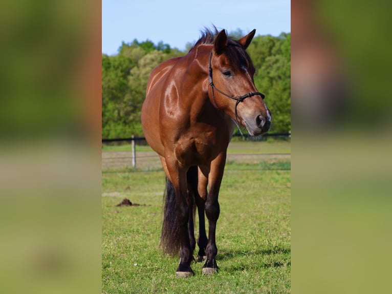 Quarter Pony Stute 6 Jahre Rotbrauner in Webberville
