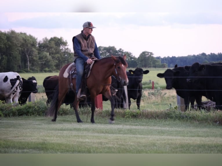 Quarter Pony Stute 6 Jahre Rotbrauner in Webberville