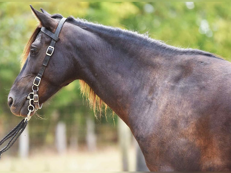 Quarter Pony Stute 7 Jahre 127 cm Dunkelbrauner in Richmond