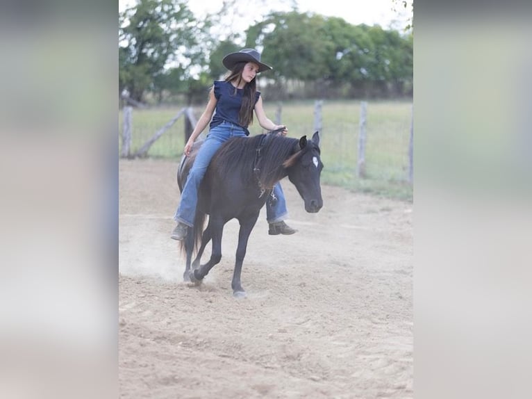 Quarter Pony Stute 7 Jahre 127 cm Dunkelbrauner in Richmond