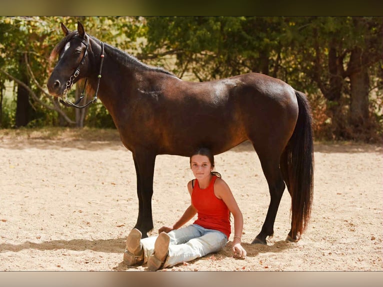 Quarter Pony Stute 7 Jahre 127 cm Dunkelbrauner in Richmond