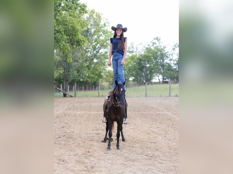 Quarter Pony Stute 7 Jahre 127 cm Dunkelbrauner in Richmond
