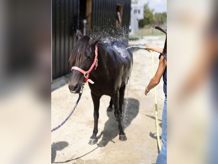 Quarter Pony Stute 7 Jahre 127 cm Dunkelbrauner in Richmond