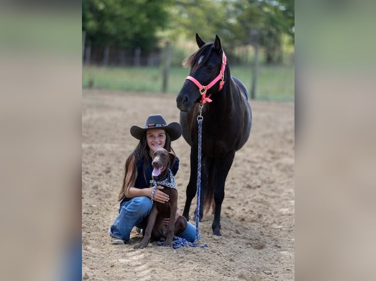 Quarter Pony Stute 7 Jahre 127 cm Dunkelbrauner in Richmond