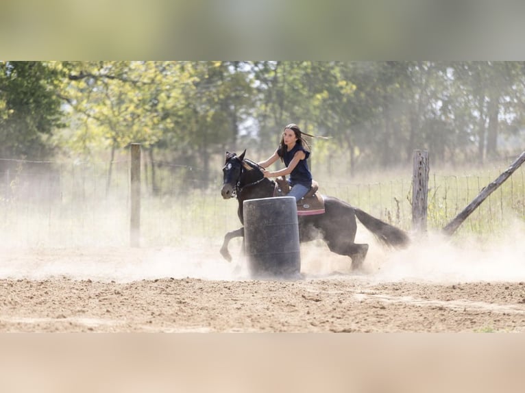 Quarter Pony Stute 7 Jahre 127 cm Dunkelbrauner in Richmond