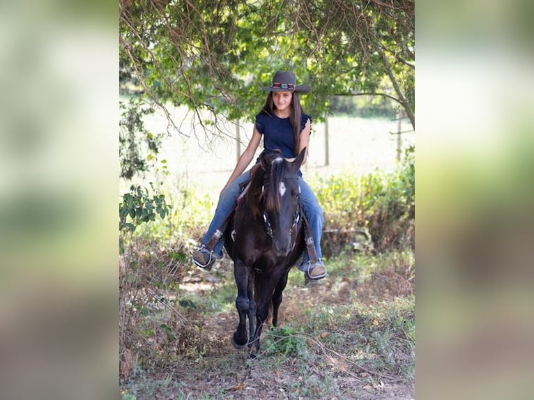 Quarter Pony Stute 7 Jahre 127 cm Dunkelbrauner in Richmond