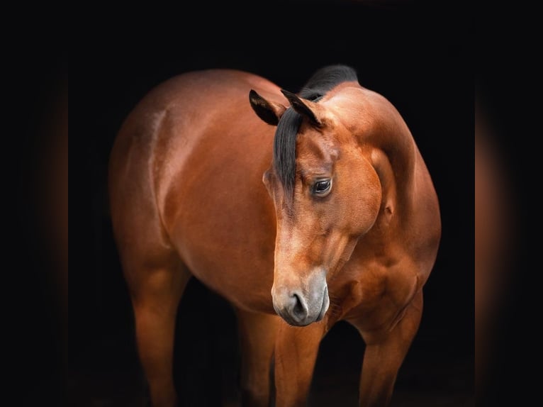 Quarter Pony Stute 7 Jahre 150 cm Brauner in Gutenberg