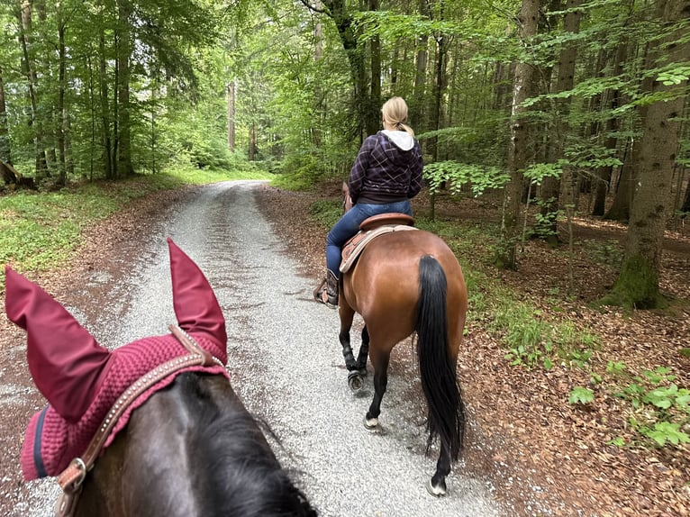 Quarter Pony Stute 7 Jahre 150 cm Brauner in Gutenberg