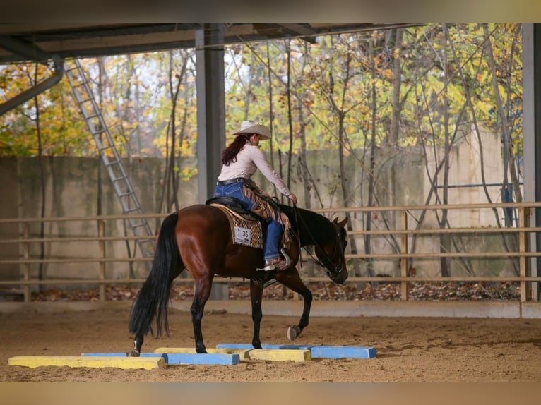 Quarter Pony Stute 7 Jahre 150 cm Brauner in Gutenberg
