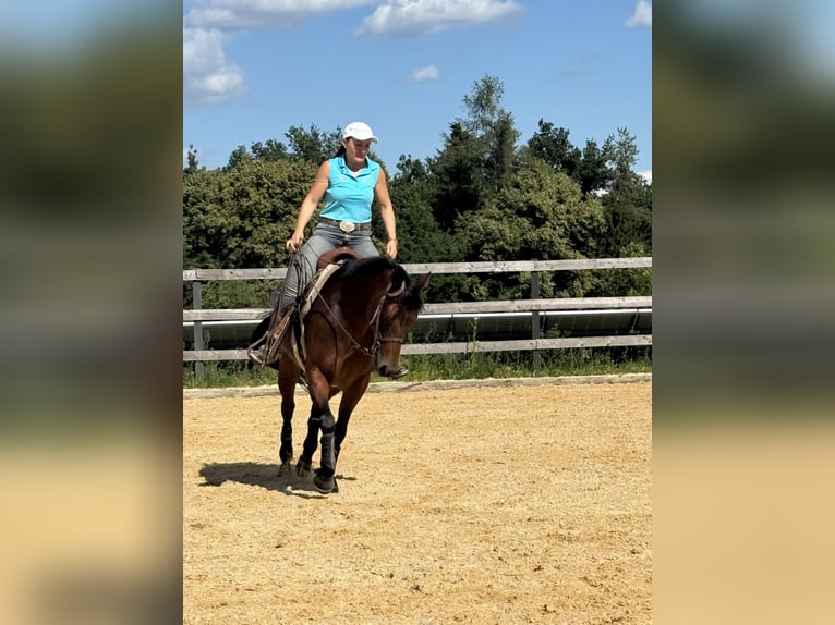 Quarter Pony Stute 7 Jahre 150 cm Brauner in Gutenberg