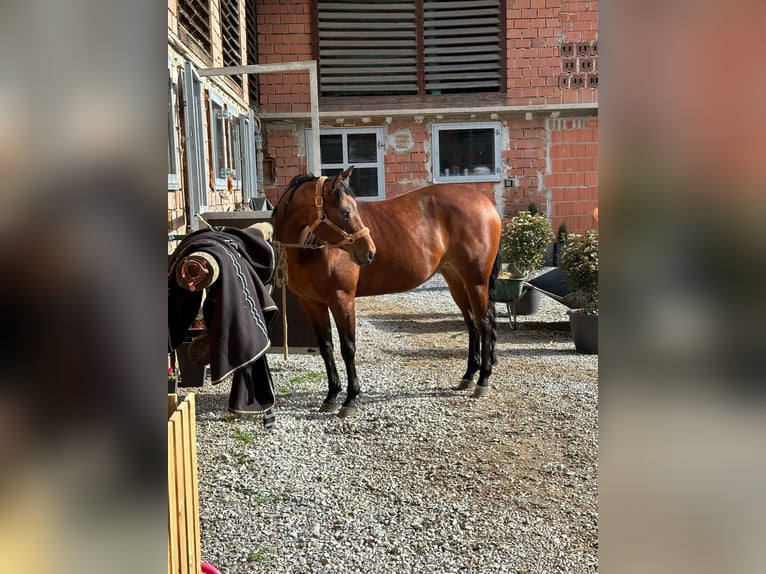 Quarter Pony Stute 7 Jahre 150 cm Brauner in Gutenberg