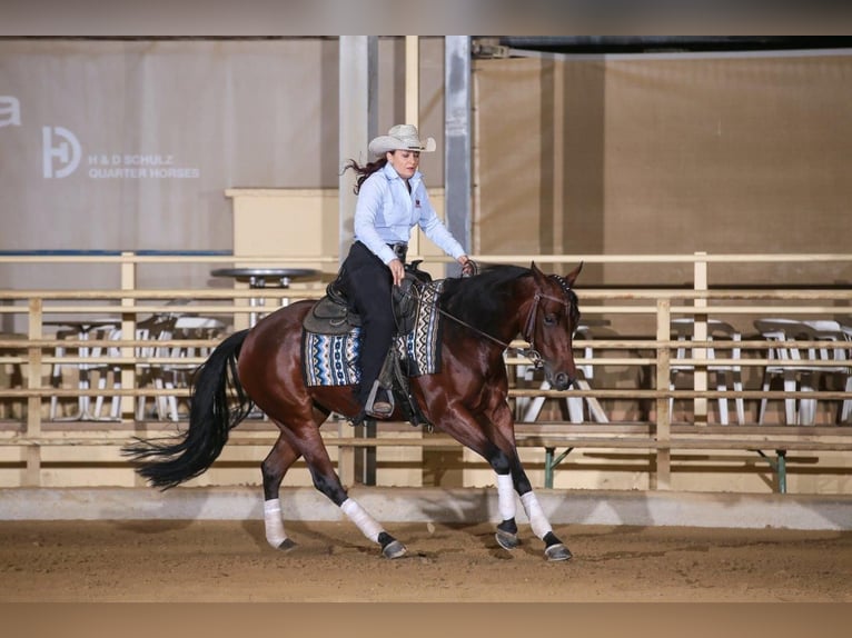 Quarter Pony Stute 7 Jahre 150 cm Brauner in Gutenberg