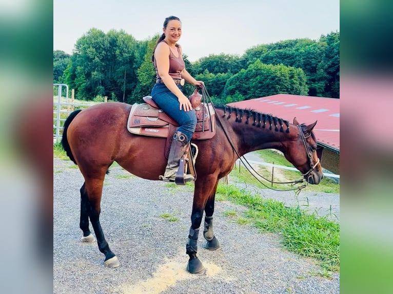 Quarter Pony Stute 7 Jahre 150 cm Brauner in Gutenberg