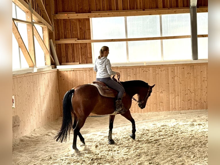 Quarter Pony Stute 7 Jahre 150 cm Brauner in Gutenberg
