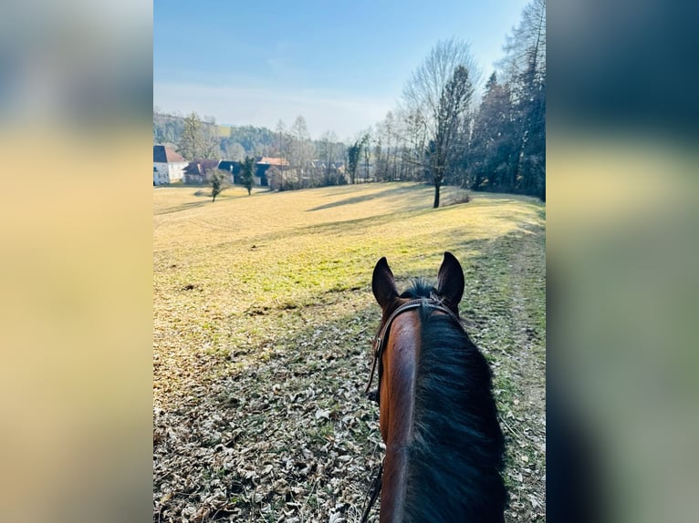 Quarter Pony Stute 7 Jahre 150 cm Brauner in Gutenberg