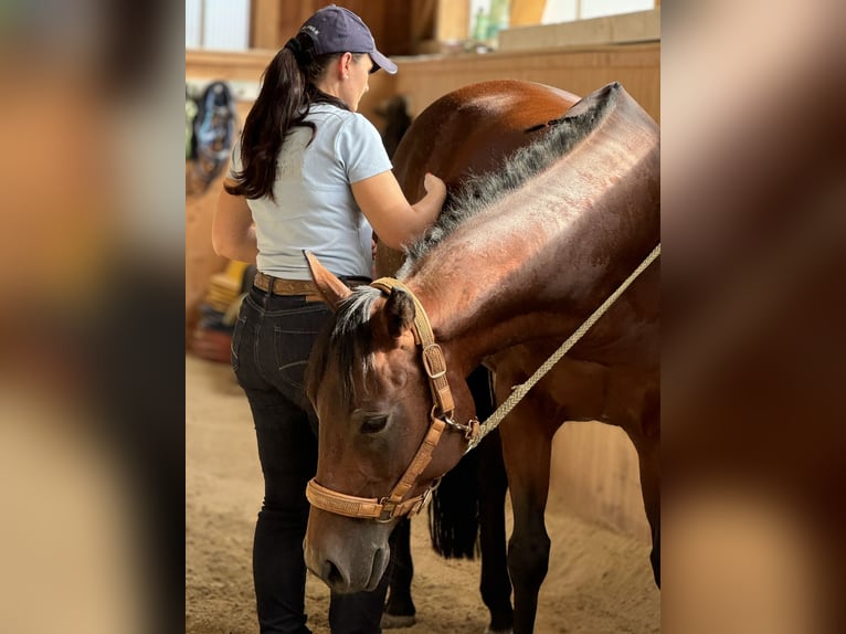 Quarter Pony Stute 7 Jahre 150 cm Brauner in Gutenberg