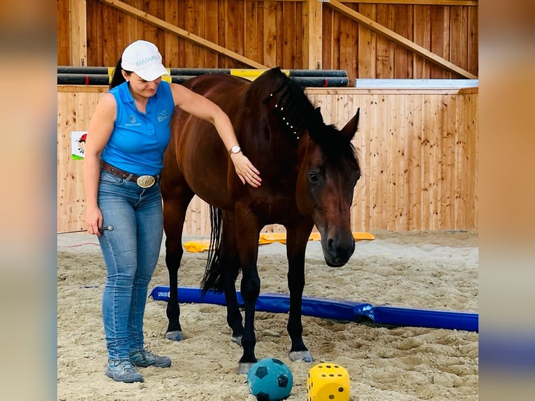 Quarter Pony Stute 7 Jahre 150 cm Brauner in Gutenberg