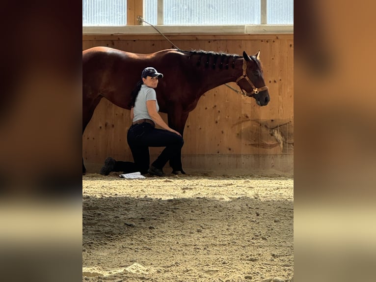 Quarter Pony Stute 7 Jahre 150 cm Brauner in Gutenberg
