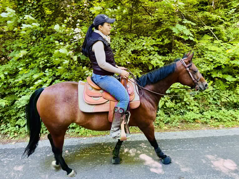 Quarter Pony Stute 7 Jahre 150 cm Brauner in Gutenberg