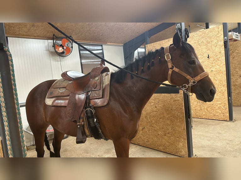 Quarter Pony Stute 7 Jahre 150 cm Brauner in Gutenberg