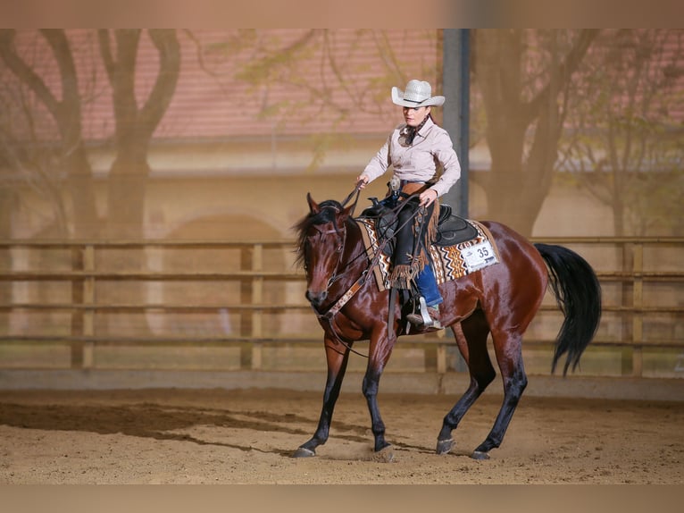 Quarter Pony Stute 7 Jahre 150 cm Brauner in Gutenberg